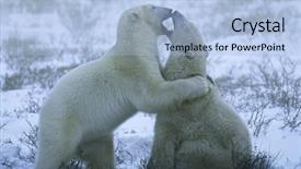  Presentation with polar bear - Amazing presentation theme having canada churchill polar bear cubs backdrop and a light blue colored foreground