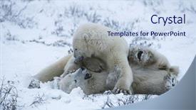  Presentation with polar bear - Presentation theme having canada churchill polar bear cubs background and a sky blue colored foreground