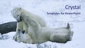  Presentation with polar bear - Slide deck with canada churchill polar bear cubs background and a sky blue colored foreground