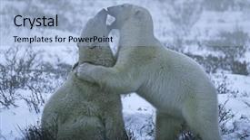 Presentation with polar bear - PPT theme featuring canada churchill polar bear cubs background and a light blue colored foreground