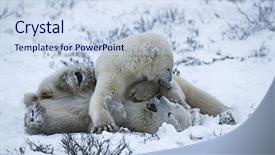  Presentation with polar bear - Slides enhanced with canada churchill polar bear cubs background and a sky blue colored foreground