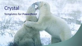  Presentation with polar bear - PPT layouts having canada churchill polar bear cubs background and a sky blue colored foreground