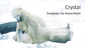  Presentation with polar bear - PPT theme having canada churchill polar bear cubs background and a cool aqua colored foreground