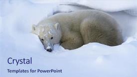  Presentation with polar bear - PPT theme having canada churchill polar bear lying background and a sky blue colored foreground