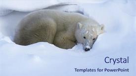  Presentation with polar bear - Slides with canada churchill polar bear lying background and a  colored foreground