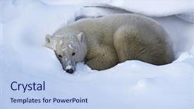  Presentation with polar bear - Audience pleasing slide deck consisting of canada churchill polar bear lying backdrop and a  colored foreground