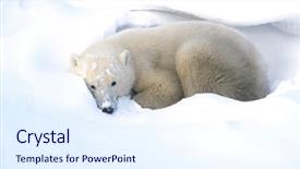  Presentation with polar bear - Cool new presentation theme with canada churchill polar bear lying backdrop and a sky blue colored foreground