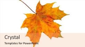  Presentation with maple leaf - Slide set having canada flag - fall maple leaf isolated background and a  colored foreground