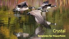  Presentation with geese flying - Beautiful presentation featuring canada geese flying across backdrop and a tawny brown colored foreground