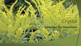  Presentation with canada - Theme enhanced with canada-goldenrod-solidago-canadensis-flower background and a yellow colored foreground
