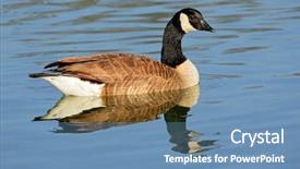  Presentation with canada - Colorful slide deck enhanced with canada goose branta canadensis swimming backdrop and a teal colored foreground