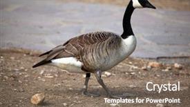  Presentation with wildlife - Cool new slide set with canada goose branta canadensis wildlife backdrop and a violet colored foreground
