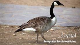  Presentation with indigenous canada love - PPT theme consisting of canada goose branta canadensis wildlife background and a coral colored foreground