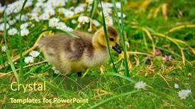 Presentation with canada - Audience pleasing presentation consisting of canada-goose-goslings-on-grass backdrop and a tawny brown colored foreground