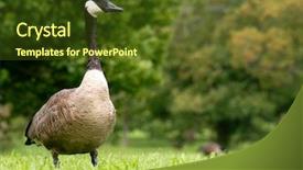  Presentation with canada - Theme with canada goose walking background and a tawny brown colored foreground