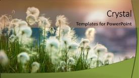  Presentation with cotton - Theme featuring canada tundra - arctic cotton flowers background and a coral colored foreground