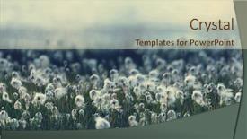  Presentation with cotton - PPT layouts having canada tundra - arctic cotton flowers background and a soft green colored foreground