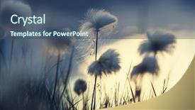  Presentation with cotton agriculture - PPT theme with canada tundra - arctic cotton flowers background and a ocean colored foreground