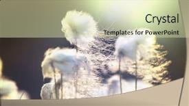  Presentation with cotton - PPT theme having canada tundra - arctic cotton flowers background and a soft green colored foreground