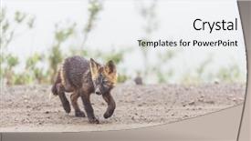  Presentation with beautiful of bamboo forest - Slides with canada tundra - beautiful wild animal background and a sky blue colored foreground