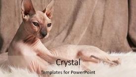  Presentation with cat - Cool new presentation design with canadian culture - sphynx hairless cat on fabric backdrop and a lemonade colored foreground