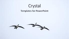  Presentation with geese flying - Slide deck with canadian geese flock flying background and a white colored foreground