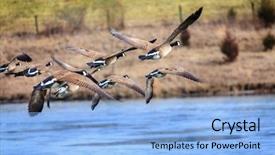  Presentation with geese flying - Colorful theme enhanced with canadian geese flying backdrop and a light blue colored foreground
