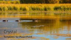  Presentation with geese - Colorful presentation theme enhanced with canadian geese in the lake backdrop and a coral colored foreground