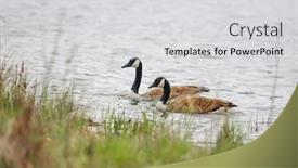  Presentation with canadian - PPT theme enhanced with canadian-geese-in-the-lake background and a light gray colored foreground