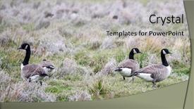  Presentation with new zealand - Cool new PPT theme with canadian geese in the wetlands backdrop and a  colored foreground
