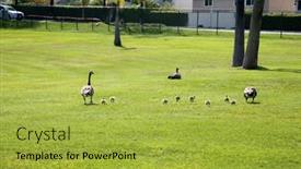  Presentation with babies - PPT theme consisting of canadian-geese-with-their-new background and a yellow colored foreground