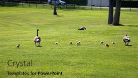  Presentation with geese - Cool new presentation theme with canadian-geese-with-their-new backdrop and a gold colored foreground