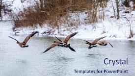  Presentation with geese - Amazing PPT theme having canadian geese backdrop and a lemonade colored foreground