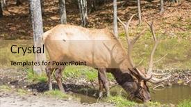  Presentation with roadside - Presentation with canadian red deer drinking water background and a coral colored foreground