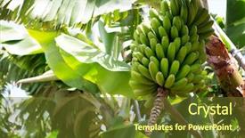  Presentation with banana plant - PPT theme featuring canarian banana plantation platano background and a tawny brown colored foreground