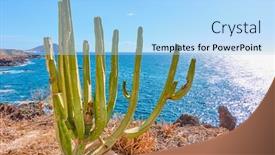  Presentation with cost - Presentation theme featuring canary-island-spurge-euphorbia-canariensis background and a light blue colored foreground