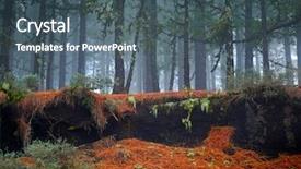  Presentation with foggy forest - Theme with canary islands pine tree forest background and a ocean colored foreground