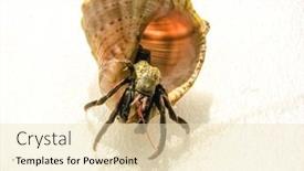  Presentation with cancer - PPT theme enhanced with cancer-hermit-in-a-shell background and a lemonade colored foreground