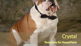  Presentation with cigar - PPT layouts enhanced with dog smoking cigar on green background and a coral colored foreground