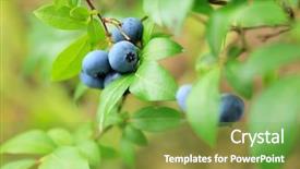  Presentation with nutrition - PPT layouts with nutrition cancer - fresh blueberries background and a seafoam green colored foreground