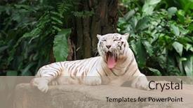  Presentation with funny animal - PPT layouts with candid funny cute animal shot background and a coral colored foreground