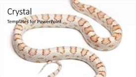  Presentation with white rat - Slide set consisting of candy-cane-corn-snake background and a white colored foreground