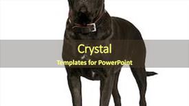  Presentation with suger cane - Presentation with cane corso 2 years in front of a white background background and a tawny brown colored foreground