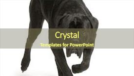  Presentation with cane - Beautiful PPT theme featuring cane corso black in front of white background backdrop and a tawny brown colored foreground