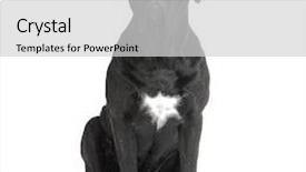  Presentation with cane - Slides consisting of cane corso black sitting in front of white background background and a light gray colored foreground