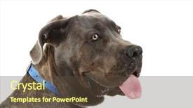  Presentation with cane - PPT theme having cane corso italiano dog isolated on white background and a tawny brown colored foreground