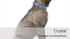  Presentation with cane - PPT theme featuring cane corso italiano dog isolated on white background and a light gray colored foreground