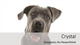  Presentation with cane - Amazing presentation design having cane corso italiano dog isolated on white backdrop and a light gray colored foreground
