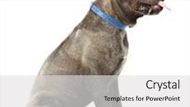  Presentation with cane - Audience pleasing slide deck consisting of cane-corso-italiano-dog-isolated backdrop and a light gray colored foreground