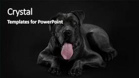  Presentation with cane - Beautiful slides featuring cane corso italiano dog backdrop and a black colored foreground